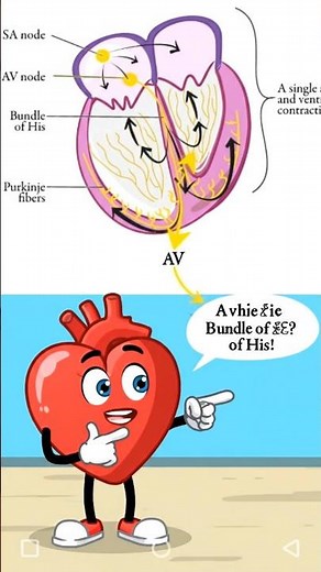 Heart कैसे काम करता है? आसान भाषा में समझें