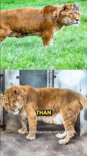 Tigon : The Rare Hybrid Animal #shorts #tigon #liger
