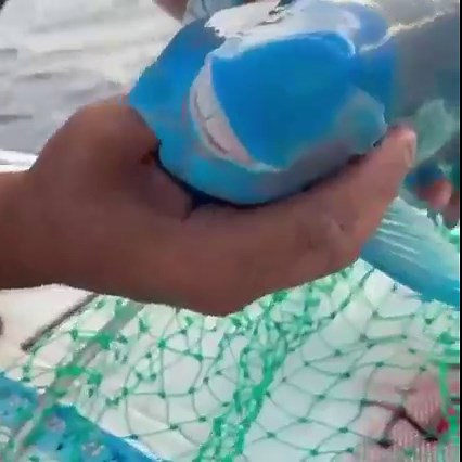 59K views · 127 reactions | If you enjoy gazing at colorful coral, or...