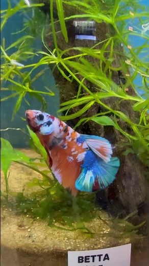 EXOTIC MALE KOI BETTA FISH … Siamese Bettas Fish… One Of The Most Beautiful Fish In The World!