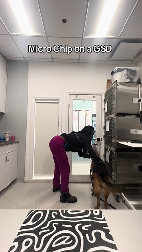 Microchipping a German Shepherd: Quick and Easy Tips