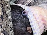 Snake shows how it breathes while devouring prey whole