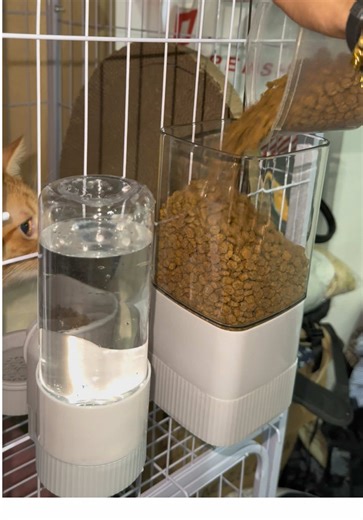 Automatic Pet Feeder and Water Dispenser for Cats