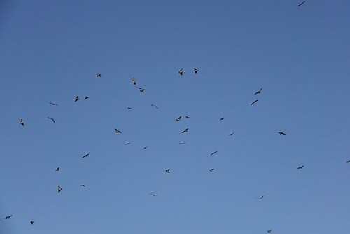 Biggest night of bird migration recorded this week as millions fly through Central Texas