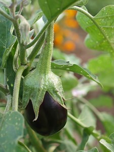 Eggplant: An Origin Story — Positively Probiotic