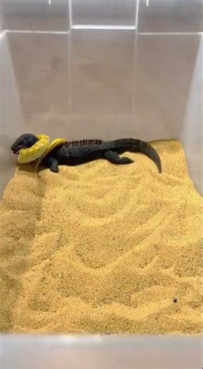 Black Lizard vs Yellow Snake 🦎🐍 | Speed vs Venom!