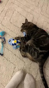 2.6K views · 134 reactions | Chevy is a sweet, affectionate cat who...