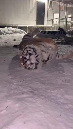 Captivating Adult Tiger Rolling in Snow at Night