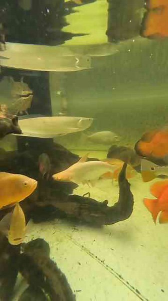 Arowana e Peixe Cabeça de Cobra no Mesmo Aquário