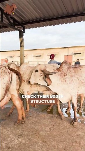 A glimpse into Brazil’s dairy excellence.