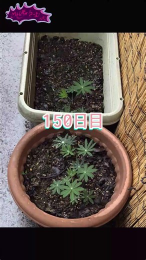 Zaren's Super Lupine Growth Record 2025-26 Day 151 "The Day After the Rain Desiring Drops" #Shorts