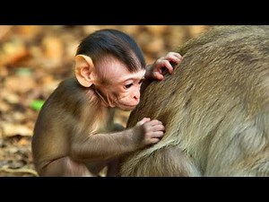 🐾 First Crawl! Newborn Monkey Stays Near Mom’s Protection in Nature