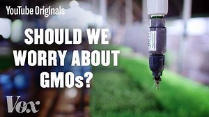 11K views · 87 reactions | Genetically modified food is everywhere, but it's not without controversy. Christophe Haubursin explains the science behind GMOs in this week’s episode of Glad You Asked. Watch the full episode over on our YouTube channel: https://www.youtube.com/watch?v=LLhrUYtbCi0 | Vox | Facebook