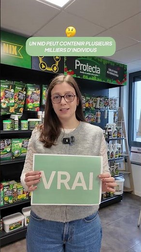 Vrai / Faux : Frelon asiatique
