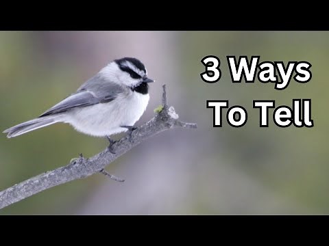 How To Identify Chickadee Alarm Calls