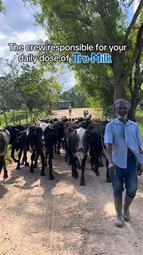 The real TruMilk crew in formation. 🐄🥛 Led by Senior Cattleman, Weston “Rasta” Taylor, and followed by the hardest-working team on the farm 🫡 #TruMilk #DairyFarm #BehindTheScenes #TradeWindsCitrus | Trade Winds Citrus Jamaica
