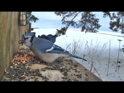 Live Bird Feeder Cam: Who’s Stealing the Seeds Today? #live