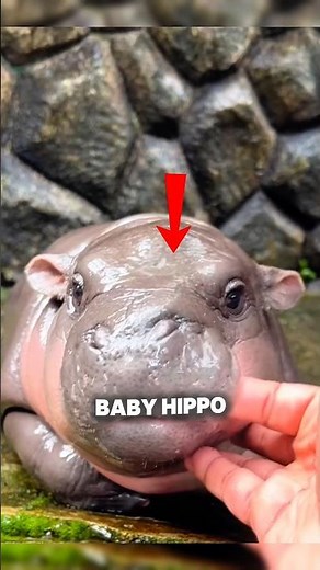 Moo Deng: The Cutest Baby Hippo Alive #moodeg #babyhippo #animalfacts