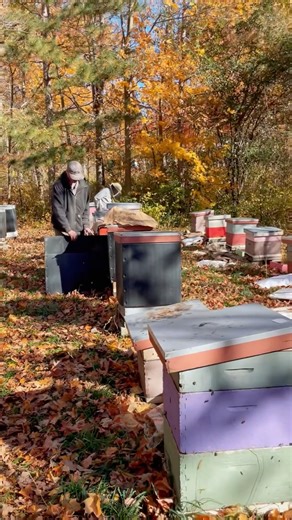 Before... During... After! It's time to start wrapping up the hives for winter 🍂🐝🍂 #beekeeping #vermont #rawhoney #honey #honeybee | Champlain Valley Apiaries