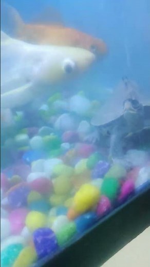 American turtle ko privacy chahiye 😂// #viralvideo #youtubeshort #turtle #funnyvideo #funny