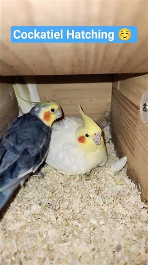 Cockatiel Hatching ☺️ #cockatiel #cockatielsinging #kukikuki ‪@PARROTDIPANKAR‬
