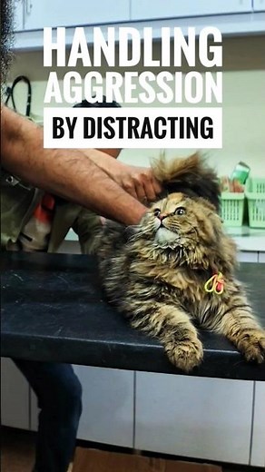 Handling cat aggression technique by distracting it
