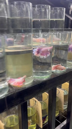 Rosetails feathertails pink pink!! VISIT OUR SHOPEE PAGE shopee.ph/davidstalisayonline Other links 🔥 PACKAGE DEALS: ✅ 30pcs 7 Randoms — ₱3,400 👉 https://ph.shp.ee/mJGS8qG ✅ 20pcs 1 Random Male — ₱2,800 👉 https://ph.shp.ee/o7DgJbM ✅ 15pcs 1 Random Male — ₱1,900 👉 https://ph.shp.ee/AjbXKsn ✅ 10pcs 1 Female — ₱999 👉 https://ph.shp.ee/yYDc6oY 📦 Limited stocks only! ⏳ Unahan na bago maubos — quality Thai import guaranteed! HMPK 3pcs for 399🎲🔥 Link: https://ph.shp.ee/oxkdacg HM/DTHM Fems 3 for