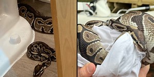 Python found inside apartment bathroom in South Carolina