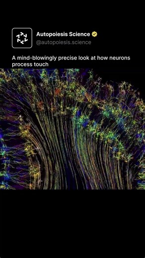 A mind-blowingly precise look at how neurons process touch
