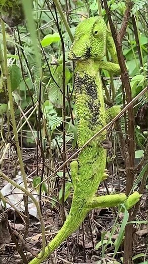 You won’t believe your eyes! 👀 This REAL chameleon changes colors in seconds — i🦎✨ Nature is WILD!