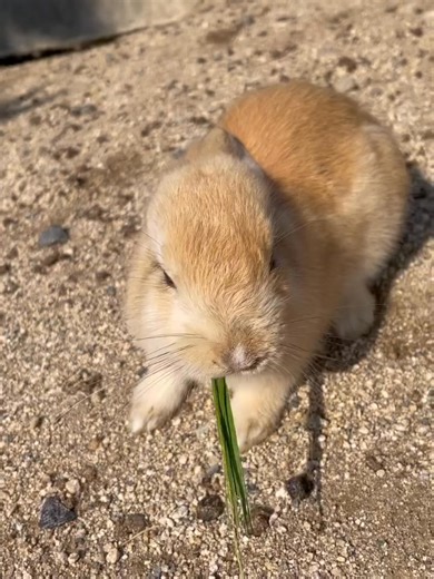 Feeding my little boy 🐰🐰 | Peter rabbit