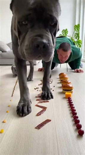 I Challenged My Dog to Eat FAST… You Won’t Believe What Happened! 😱🤣 #shorts #dogs #funny #challenge