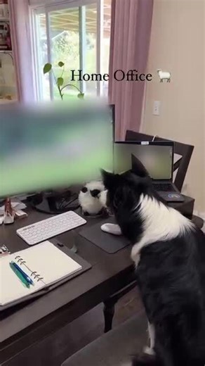 Dog Watches Video on Computer