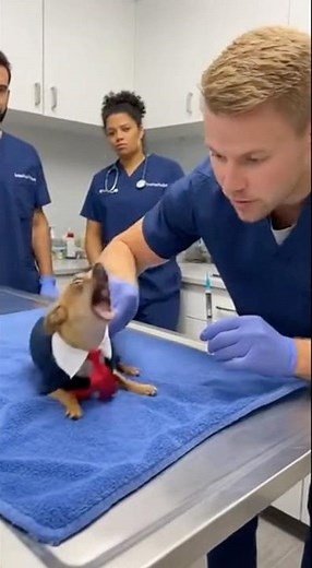 The Drama King of the Clinic! 🎭🐕