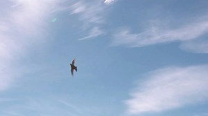 2.5K views · 147 reactions | Enjoy a short section from our upcoming film “For The Love of Grouse”. Full film released soon. | Dave Carrie Shooting | Facebook