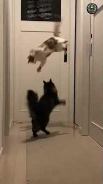 Why do they fight like they’re made of jelly?! 🍮😹#funnycats #catfight #weirdcats #catlogic #shorts