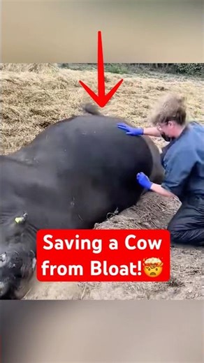 The Emergency Procedure That Saves Bloated Cows