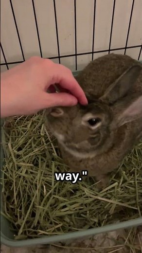 Rabbit Behaviors Explained! 🐰 | Why Your Bunny Acts This Way! #rabbitcare #bunny #shorts