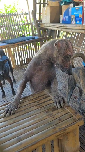 Unlimited energy ni Josefina #ranieltiglao #dog #animals