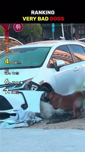 Ranking Very Bad Dogs 😈 | Funny Dog Videos #shorts #viral