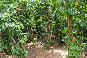 Cultivo de canela: conoce su historia y manejo agronómico