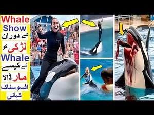 Killer Whale - Tragic Story of Dawn Brancheau