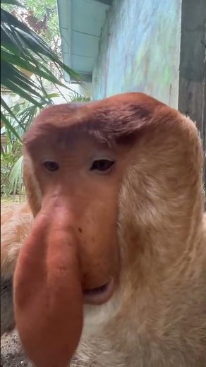 Proboscis Monkey Nacho this view nose is long and handsome enough #Changlong Proboscis Monkey #origi