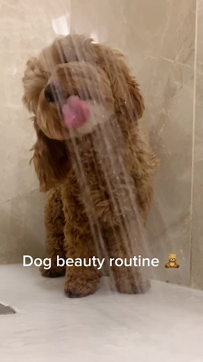 Dog Care Routine for Maltipoo Poodle Mix