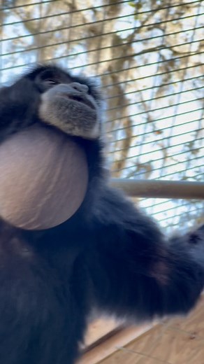 17K views · 2.1K reactions | Swinging & singing.. Siamangs usually swing around while singing & occasionally they kick things like their toys or the sides of their enclosure when they really get into their song & to show off. (Like Elmo does here) #siamang #primate #ape #animals #sanctuary #cuteanimals #cute #elmo | Animal Preservation & Education Sanctuary - A.P.E.S | Facebook