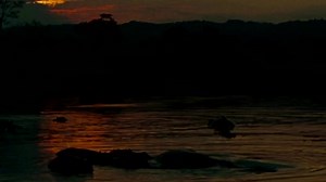 1K views · 15 reactions | The story of Pepe, the hippopotamus from Colombian drug lord Pablo Escobar's private zoo, inspired a film reflecting on the impact of colonialism https://reut.rs/3UQSkmL | Reuters | Facebook