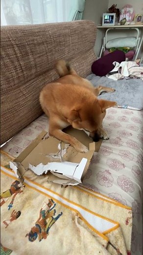 柴犬遥ちゃん・本日の獲物はクリックポスト！