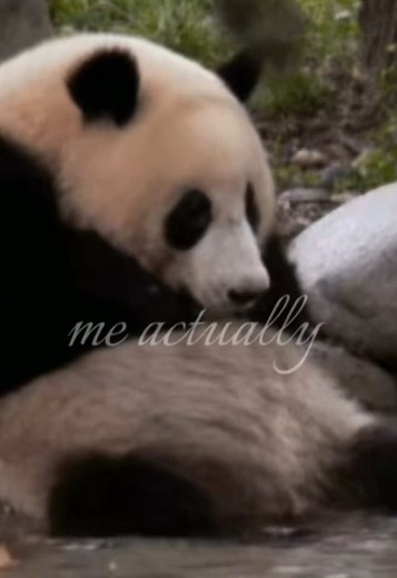 Las adorables pandas: ¡una experiencia que no puedes perderte!