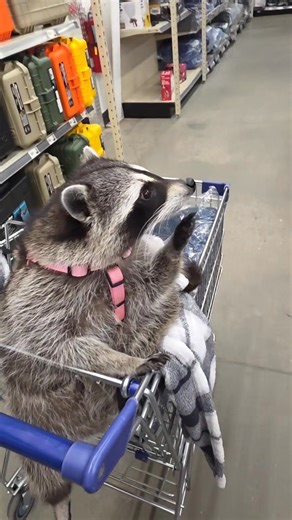 Lolly loves to go shopping with me, running errands, and meeting people. She's like a kid though, that wants to grab & touch stuff off of the shelves as we go by, so she constantly licks her hands to keep them moist, anticipating touching something, so I have to stay in the middle of the isles, or otherwise, she'd grab everything as we walked by 🤣🤣 #Lollyraccoon #cuteraccoons #raccoons #funnypets #funnyraccoons #adorableraccoon #raccoonlife #petsofinstagram #funnyraccoon #cuteanimals #mapache 