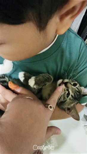 These little ones' behavior 🤯🤯🤯🤯 entering toddler age, moms #kitten #cutecat #kittens